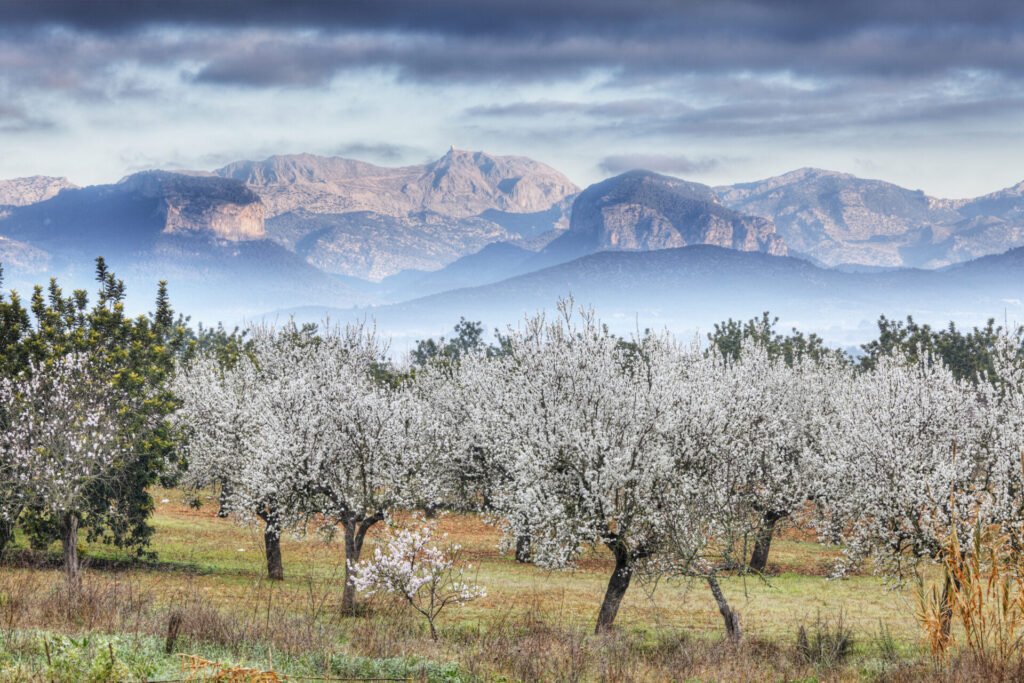 Spain, Balearic Islands, Majorca, View of almond trees with mountains in background